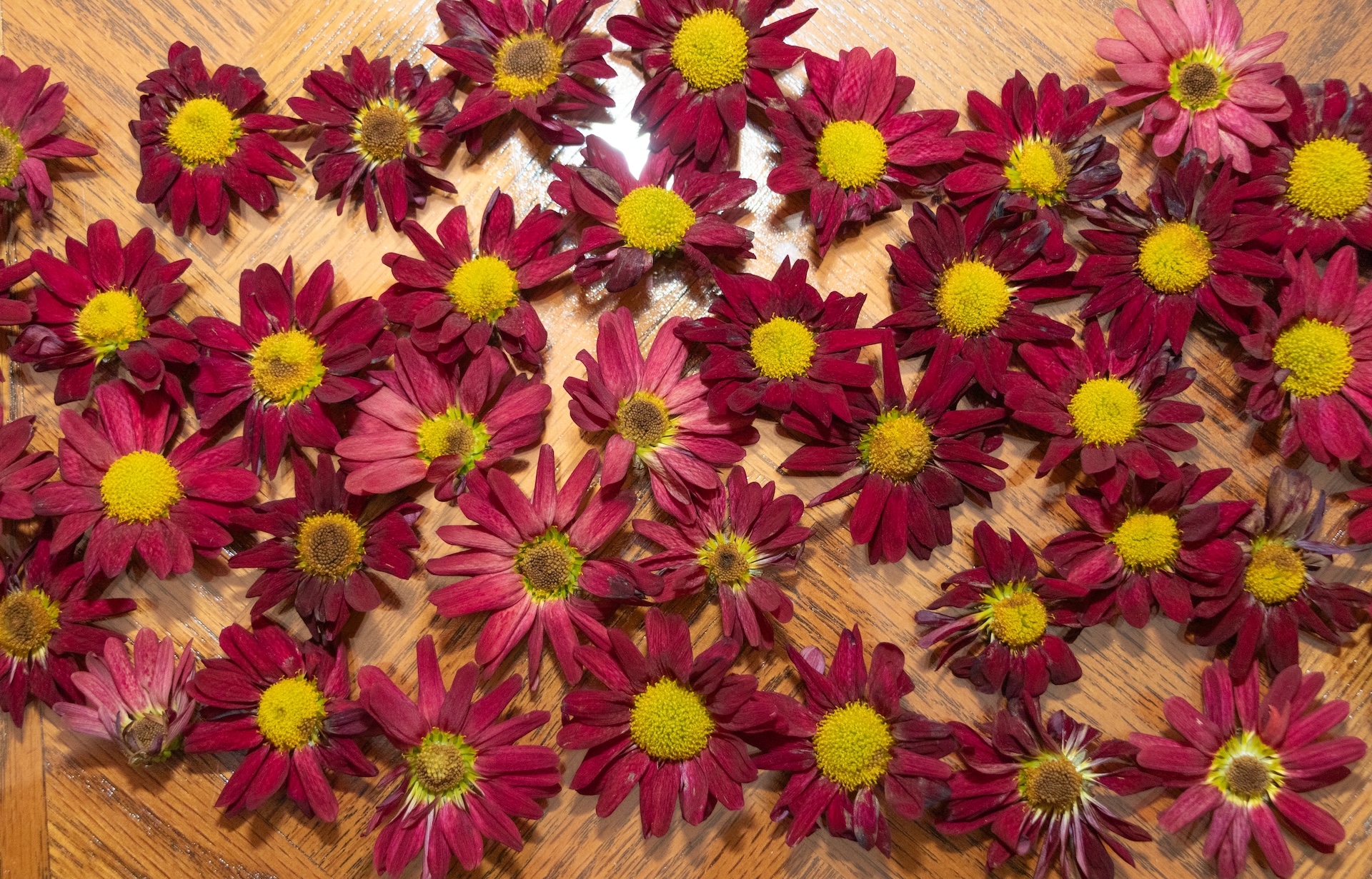 Random arrangement of red chrysanthemum flowers on a table