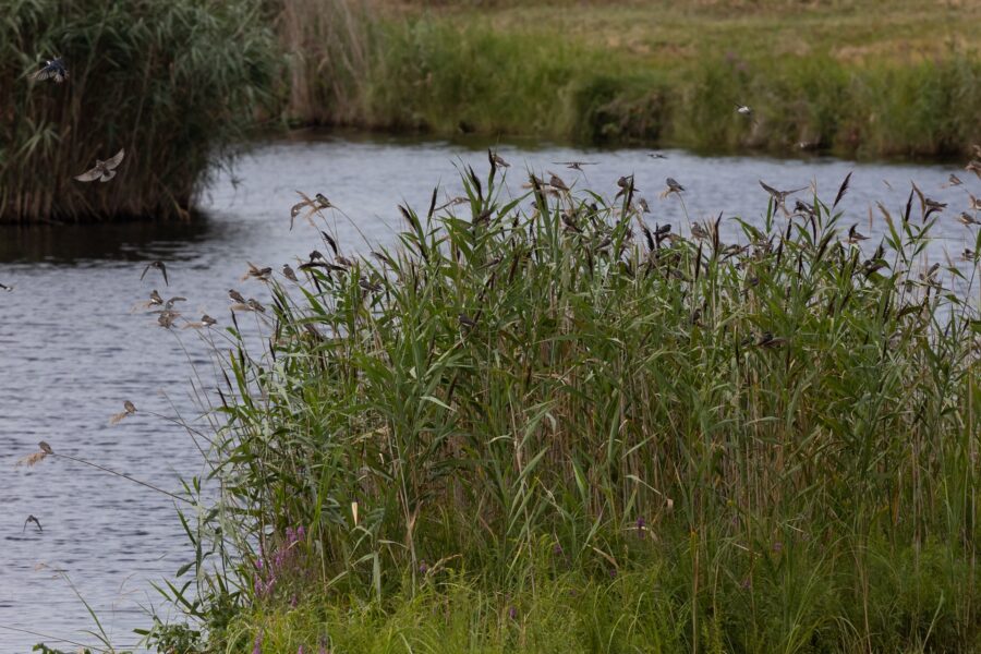 Large flock of swallows on reeds in a marsh