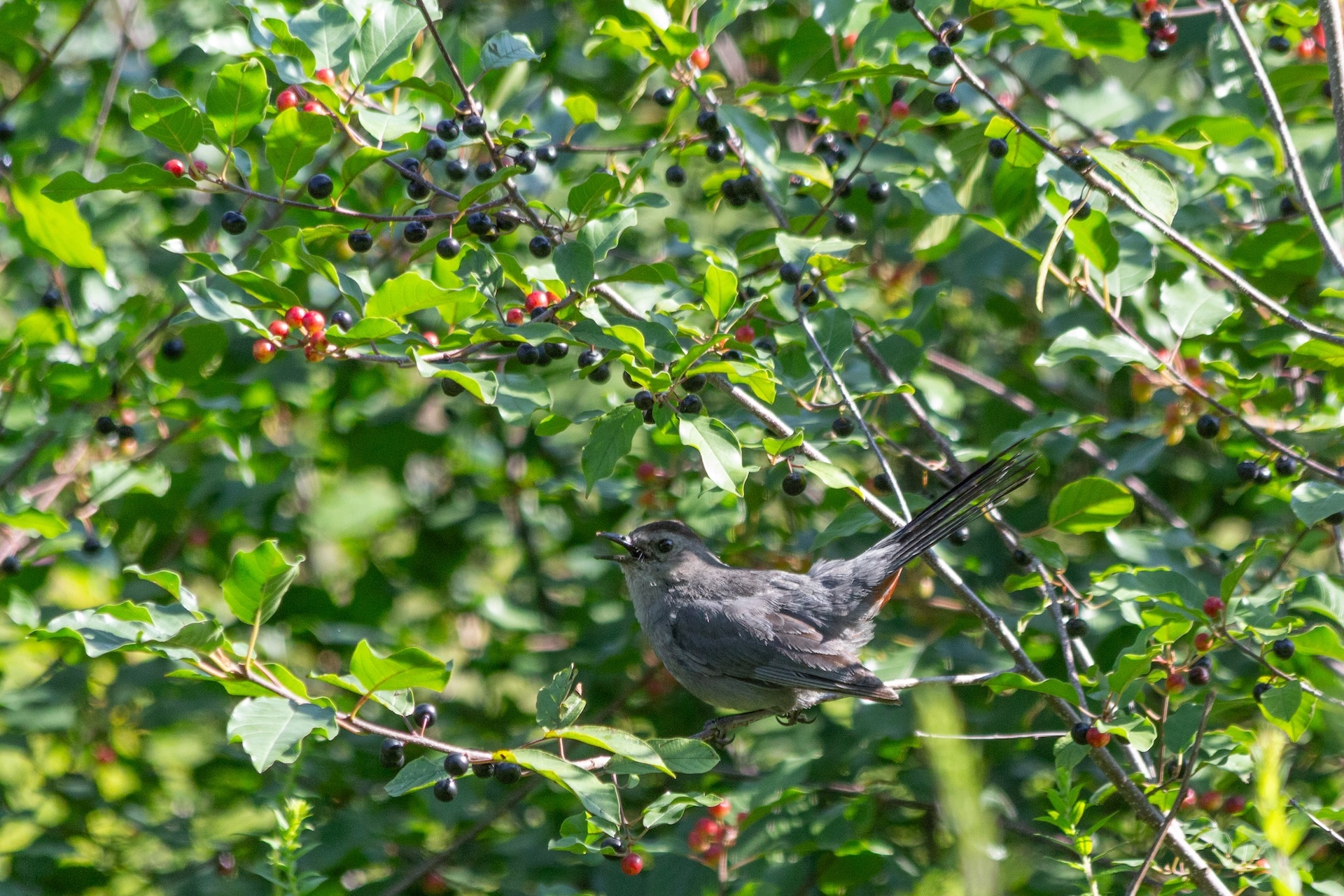 Catbird singing