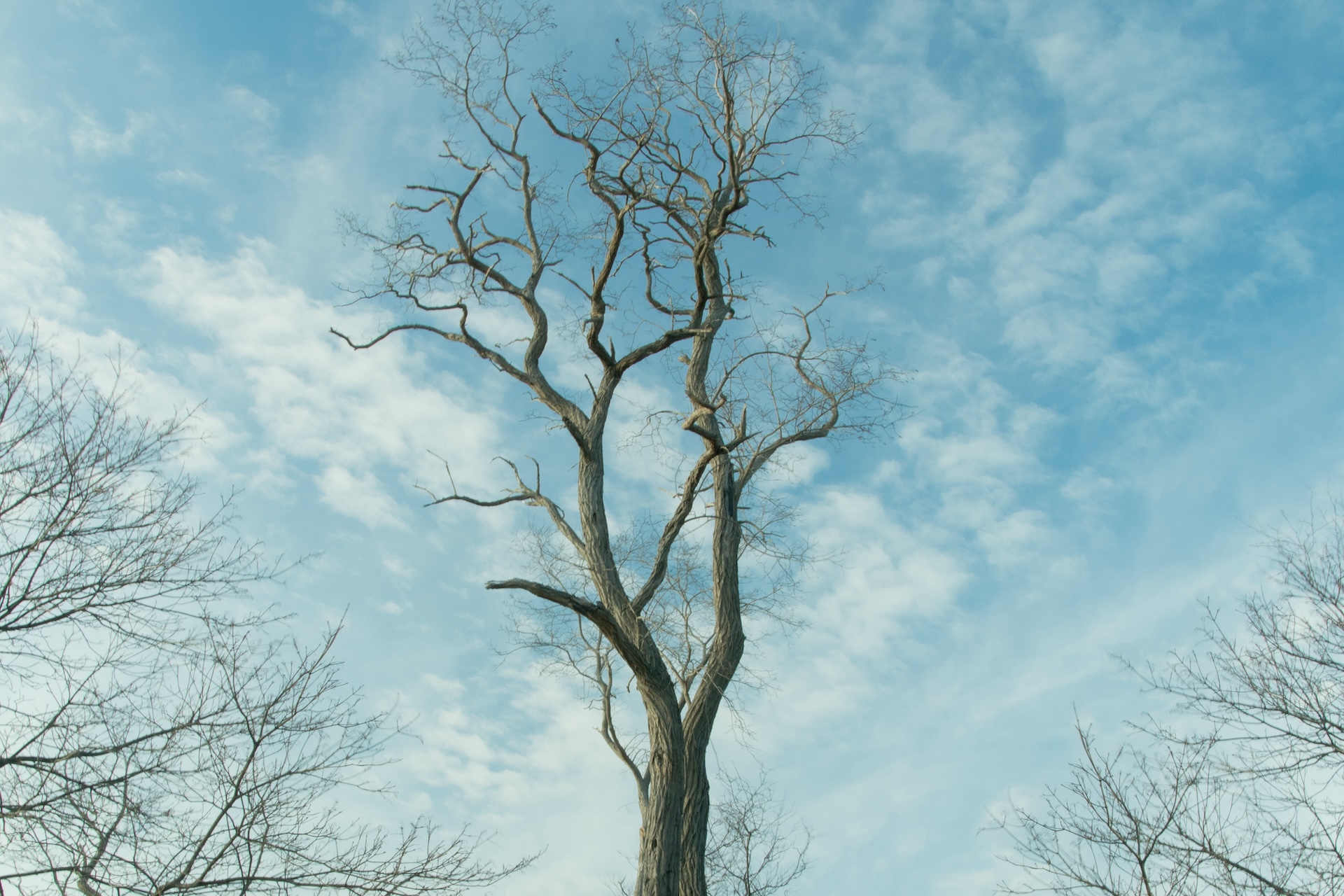 Lone tree against a cloudy sky
