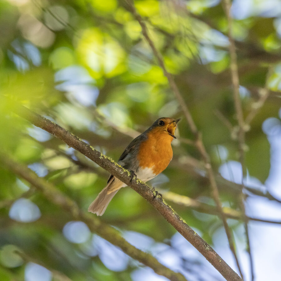 European robin singing