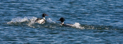 mergansers