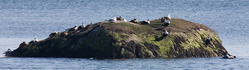 Cape Ann rock