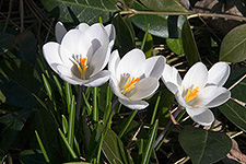 crocuses