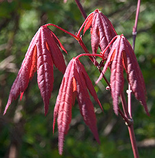 maple in spring