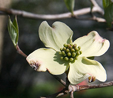 dogwood