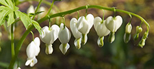 bleeding hearts