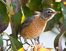 robin in dogwood